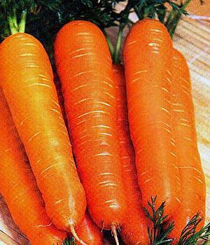 Морковь тушон описание сорта