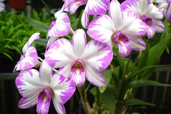 Виды орхидей фаленопсис фото с названиями