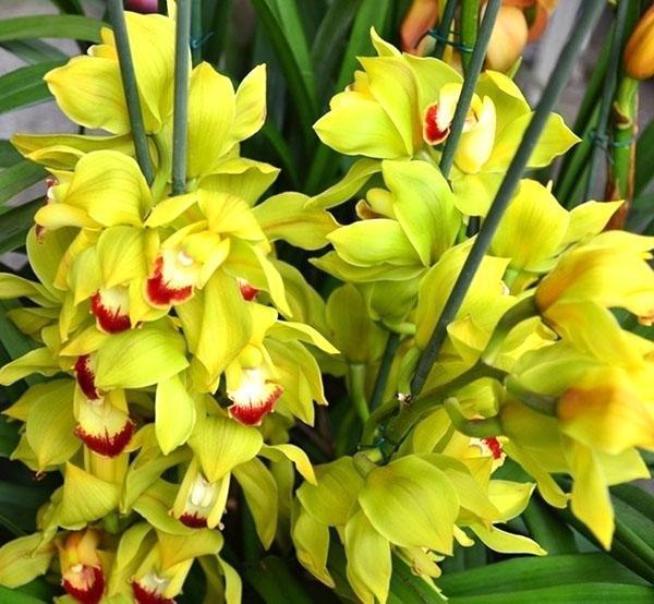 Виды орхидей фаленопсис фото с названиями