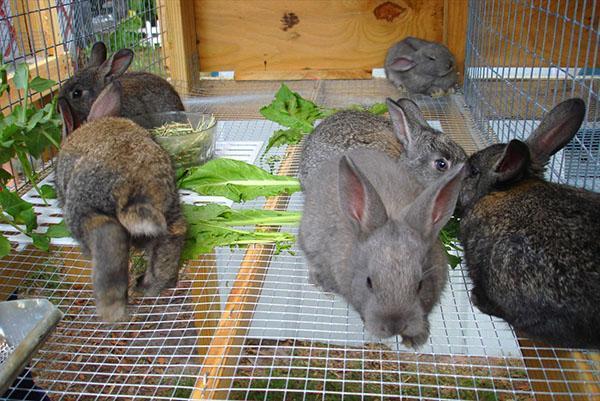 Для разведения кроликов используют стационарные и переносные клетки