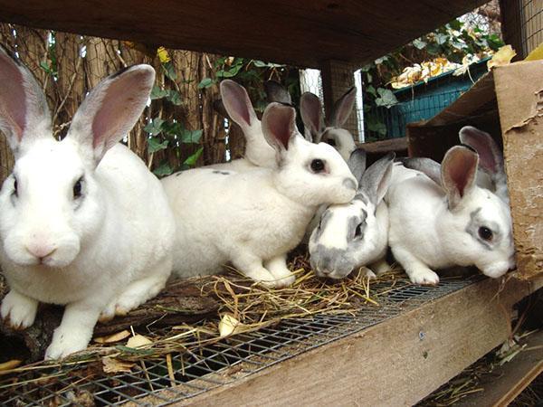 Для успешного разведения кроликов животных держат отдельно возрастными группами
