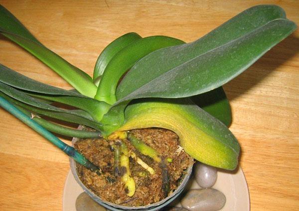 Орхидея желтеют листья