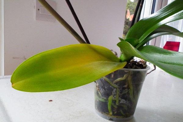 Почему у орхидеи желтеют листья что делать