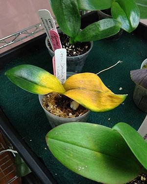 Орхидея желтеют листья