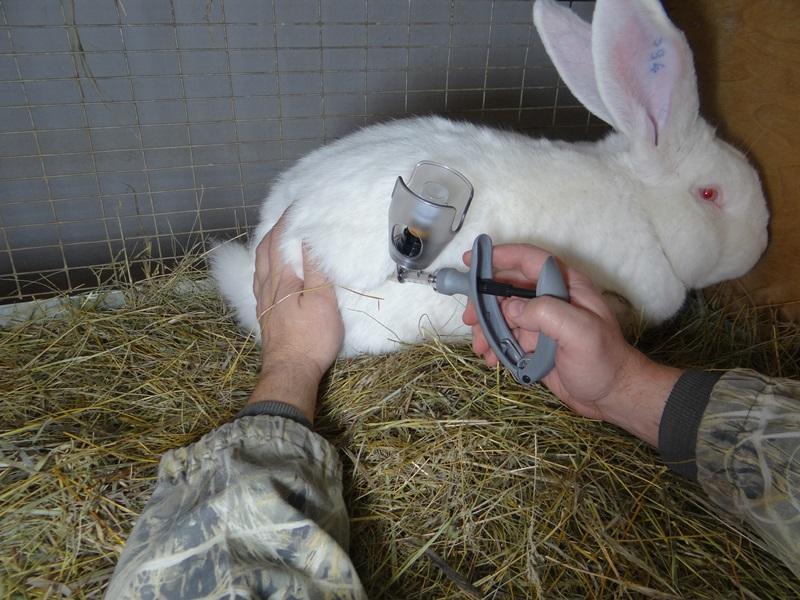 Вакцинация кроликов защитит животных от болезней