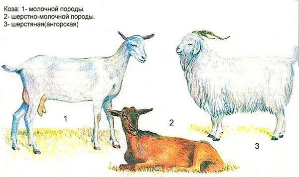 Нубийские козы описание породы фото