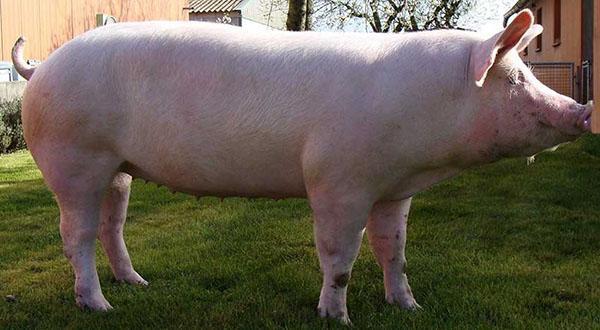 Породы свиней с фото и описанием