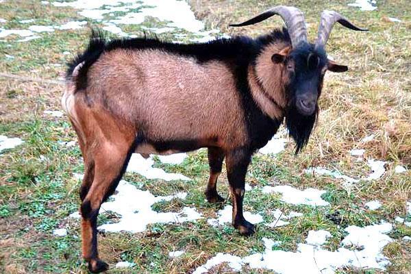 Нубийские козы описание породы фото