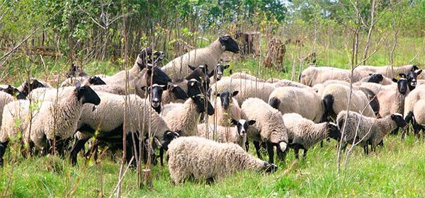 Романовская порода овец характеристика