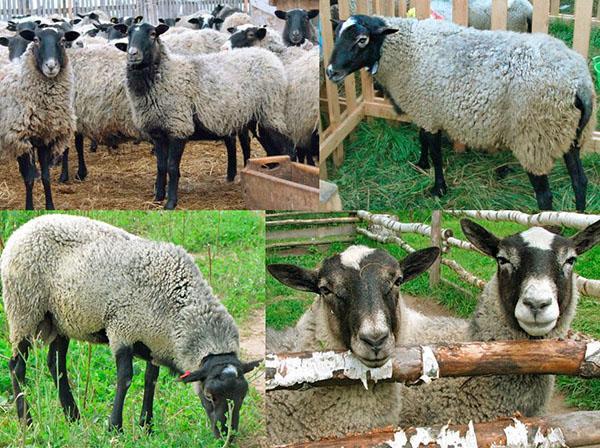 Романовская порода овец характеристика
